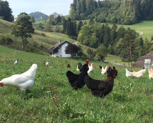 Verschiedene Hühnerrassen auf Hof Silberdistel: Rhode Islands, Schweizer, Australorp und Marans
