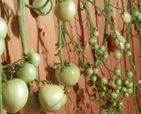Auch grüne Tomaten reifen mit der beschriebenen Methode noch nach und bleiben lange frisch, eingepackt in Papier