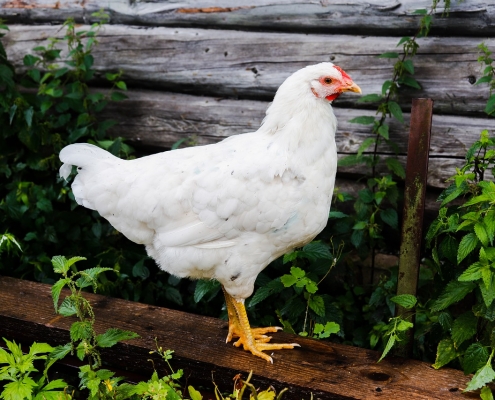 Hühner brauchen nicht nur Bewegung und das passende Futter – auch ihre Hühnergesellschaft und die Zuwendung des Menschen sind wichtig für gute Legeleistung und Gesundheit