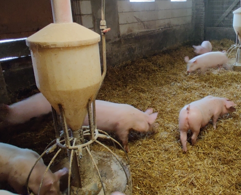 Die Schweine haben die Möglichkeit im Stroh zu wühlen und ihren Kollegen bei Bedarf auszuweichen