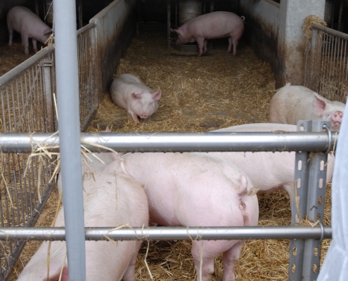 Schweine und Bauernfamilie fühlen sich sauwohl mit dem neuen Stallsystem