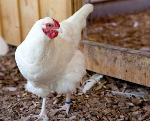 Die Hennen der Rasse Schweizerhuhn legen 170-200 Eier im Jahr, und die Hähne lassen sich gut mästen. 