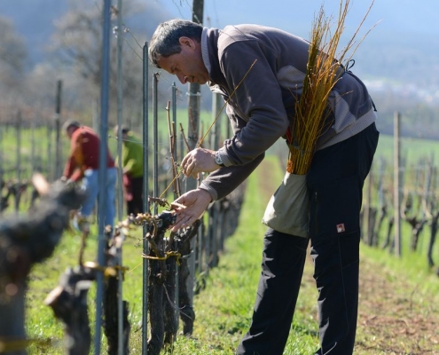 Auf dem Weingut Manfred Meier, Zizers, werden Weidenruten zum Binden verwendet.