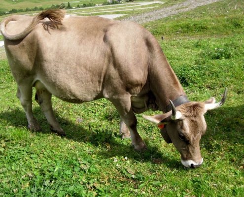 Durch gute Beobachtung der Kühe kann Kraftfutter eingespart werden. (Bild Anet Spengler Neff)