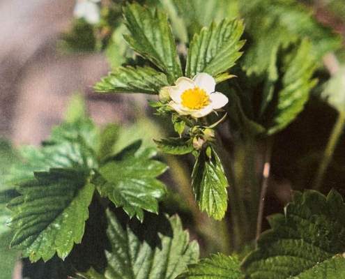Wilde Erdbeere; Heilkräftiges Rosengewächs (Bild Patrick Lussi)