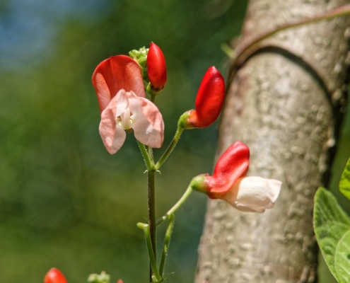 Die Feuerbohne  (P. coccineus) ist in den Tropen mehrjährig. In Europa wird sie als einjährige Pflanze angebaut. Foto: © Donal Murphy-Bokern, www.legumehub.eu