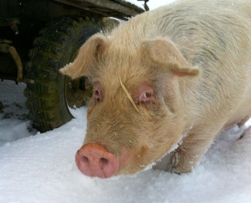 Spass im Schnee: Das Schwein vom KAGfreiland-Hof Küttigkofen